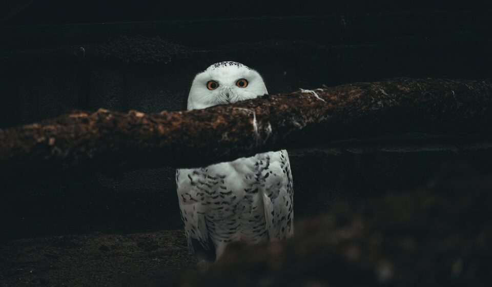 bird, owl, ornithology, wildlife, nature, bird of prey, hunter, predator, nocturnal, night, polar owl, snowy owl, white owl