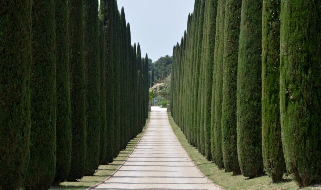 cypresses, avenue, entrance, trees, nature, access