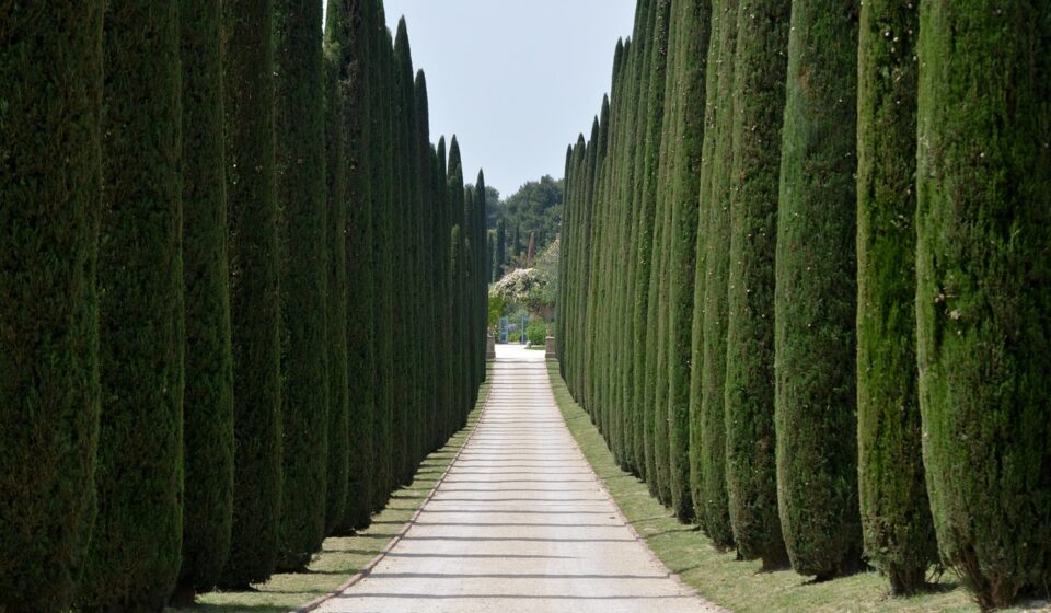 cypresses, avenue, entrance, trees, nature, access