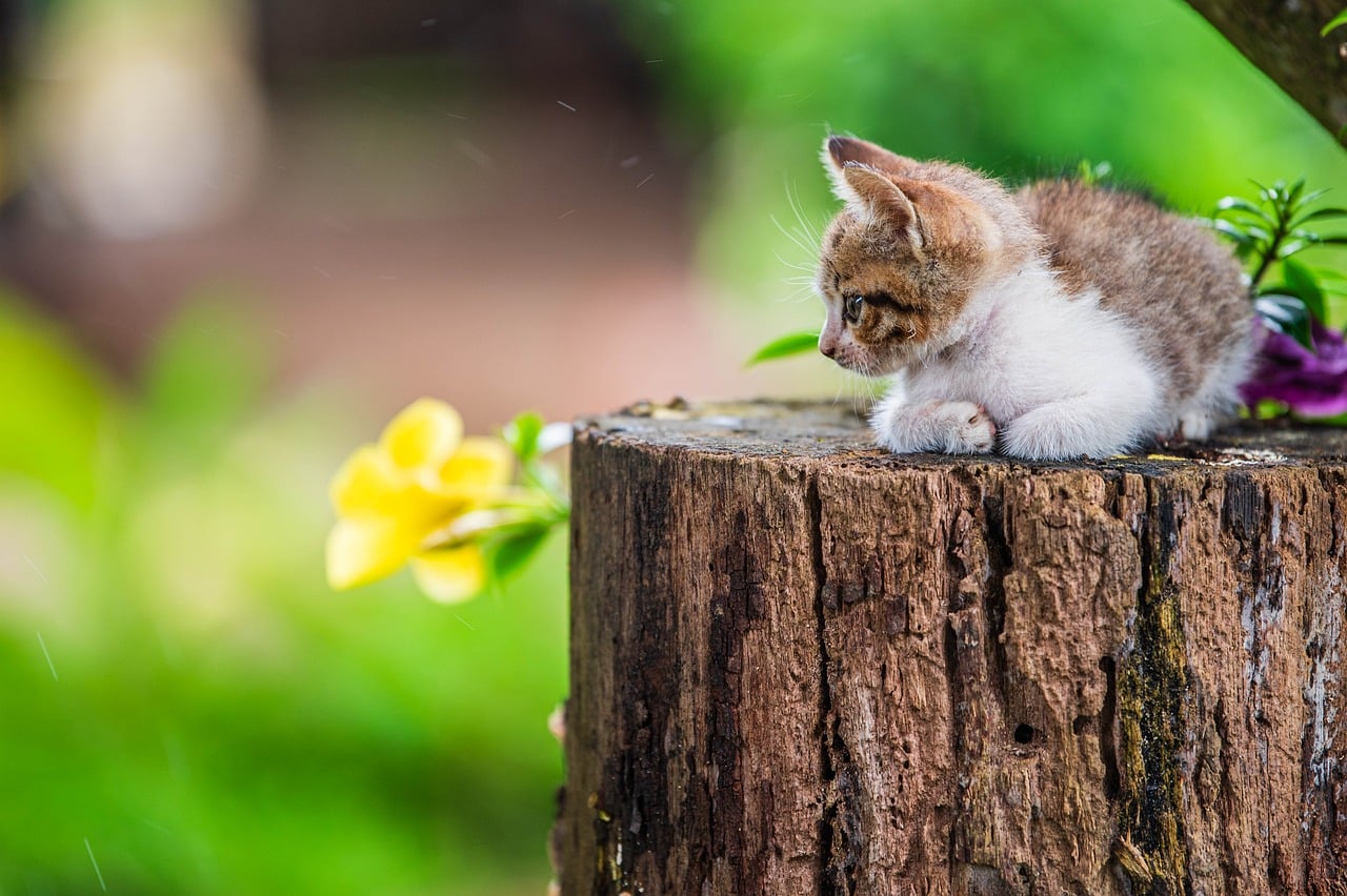 kitten, tabby kitten, flower background, cat, beautiful flowers, flowers, garden, animal, nature, green leaves, outdoor, adorable, tree stump, yellow flowers, landscape, summer, charm, calmness, flower wallpaper, photography, log, small animal, pet, bokeh, cuteness