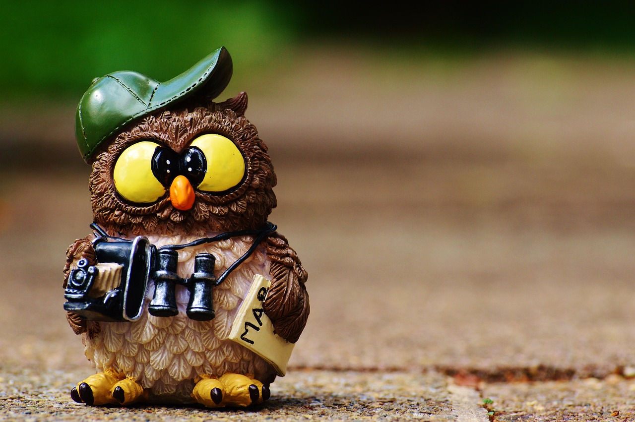 owl, photographer, taking photos, tourist, binoculars, camera, animal, fun, digital camera, photography, nature, vacations, paparazzi, photo tourists, cute