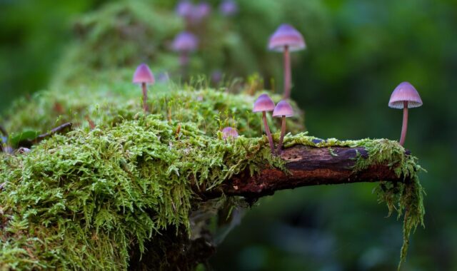 mushrooms, moss, fungi, lichen, forest, nature, moss, forest, forest, forest, forest, forest