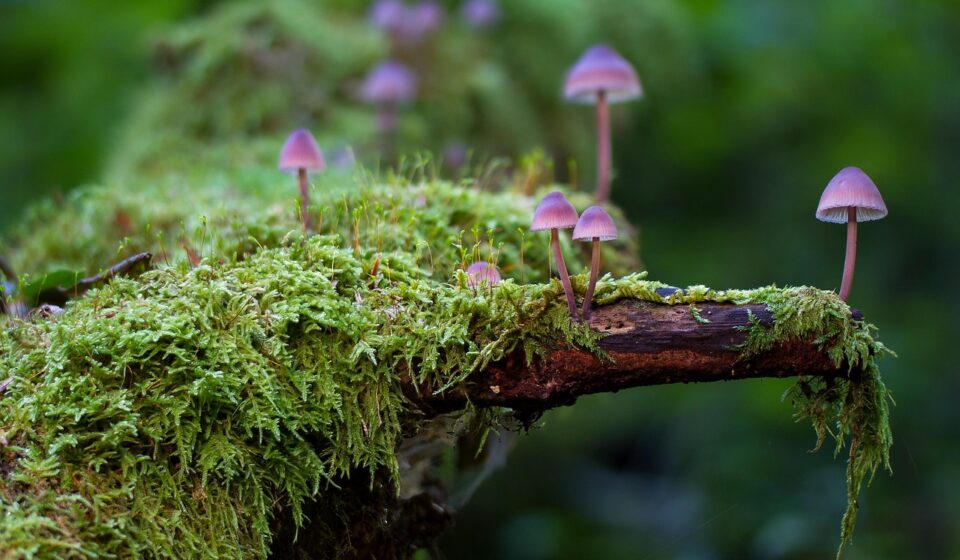 mushrooms, moss, fungi, lichen, forest, nature, moss, forest, forest, forest, forest, forest