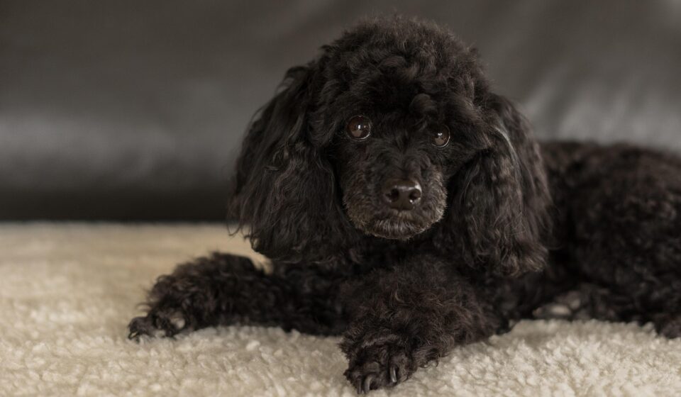 dwarf poodle black, dog, female dog, cute, small, pretty, thoroughbred, mammal, domestic animal, animal, creature, friend, pet, playmate, nature, guards, living alarm system