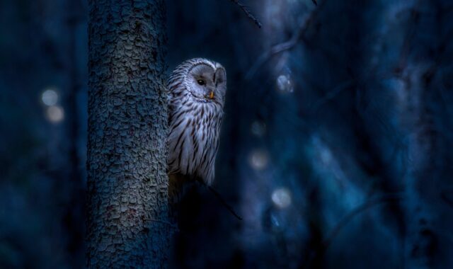 ural owl, owl, bird, strix uralensis, animal, bird of prey, raptor, wildlife, predator, plumage, perched, tree, forest, nature, night, dark