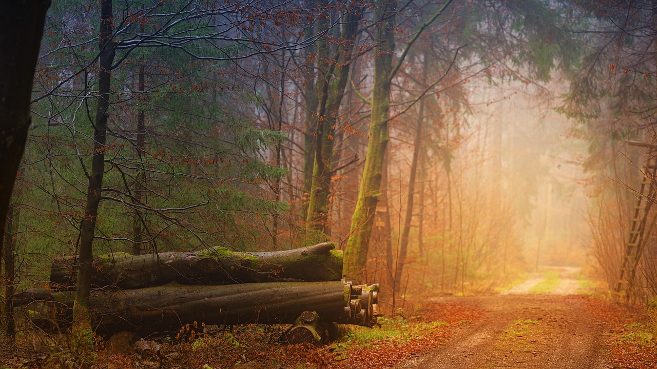 fall, fog, forest, tree trunks, path, forest path, trail, landscape, mood, nature, golden autumn, the atmosphere, mystical, atmospheric, autumn mood, leaves, autumnal, october, autumn leaves, autumn color, wood, fall, fall, forest, october, october, wood, wood, wood, wood, wood