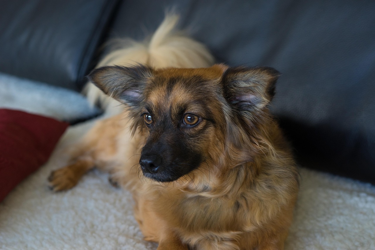 chihuahua mix, pet, dog, female dog, brown beige, cute, small, pretty, hybrid, mixture, spanish street dog, nature, female, boulder, mammal, domestic animal, animal, creature, friend, playmate, guards, living alarm system