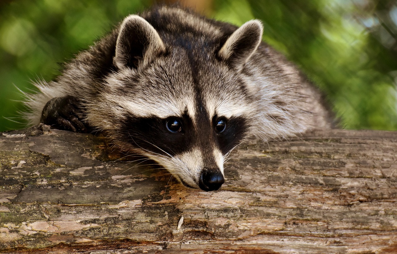 raccoon, animal, mammal, nature, fur, wildlife, forest, wildlife photography, wild animal, furry, forest animal, zoo, raccoon, raccoon, raccoon, raccoon, raccoon, animal, animal, wildlife, forest, forest, zoo