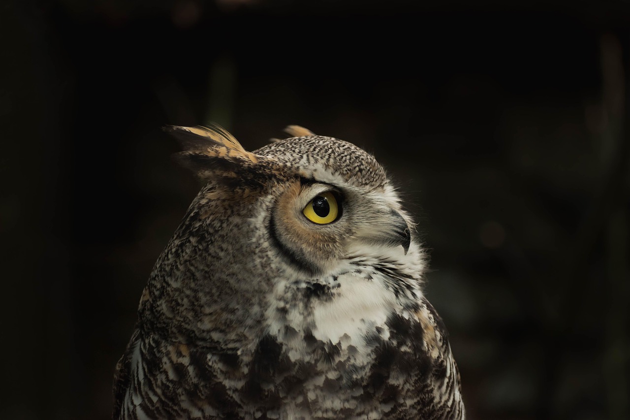 bird, owl, ornithology, species, fauna, avian, nature, wildlife, beak, animal, tiger owl