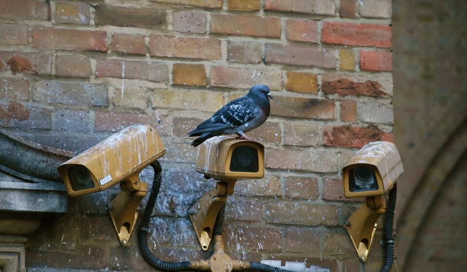 camera, spy, pigeon, surveillance, security, video, privacy, monitoring, cctv, guard, observe, watch, watching, cam, urban, spy, pigeon, pigeon, pigeon, surveillance, privacy, cctv, cctv, cctv, cctv, cctv